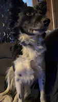 Rocksy, a female Border Collie for sale in Oxford, WI – 3 of 3
