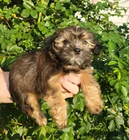 Bucky, a male Shorkie for sale in Oxford, WI – 3 of 3