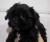 Cinder, a female Shih Tzu and Yorkshire Terrier for sale in Oxford, WI – Photo 2 of 3