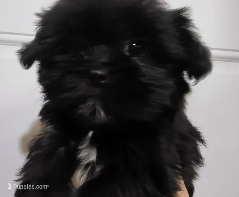 Cinder – Shih Tzu, Yorkshire Terrier puppy on hold in Oxford, WI