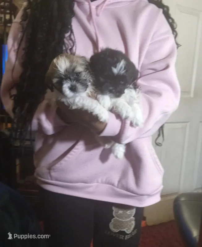Rocky and Bentley – Shih Tzu puppy for sale in St. Louis, MO