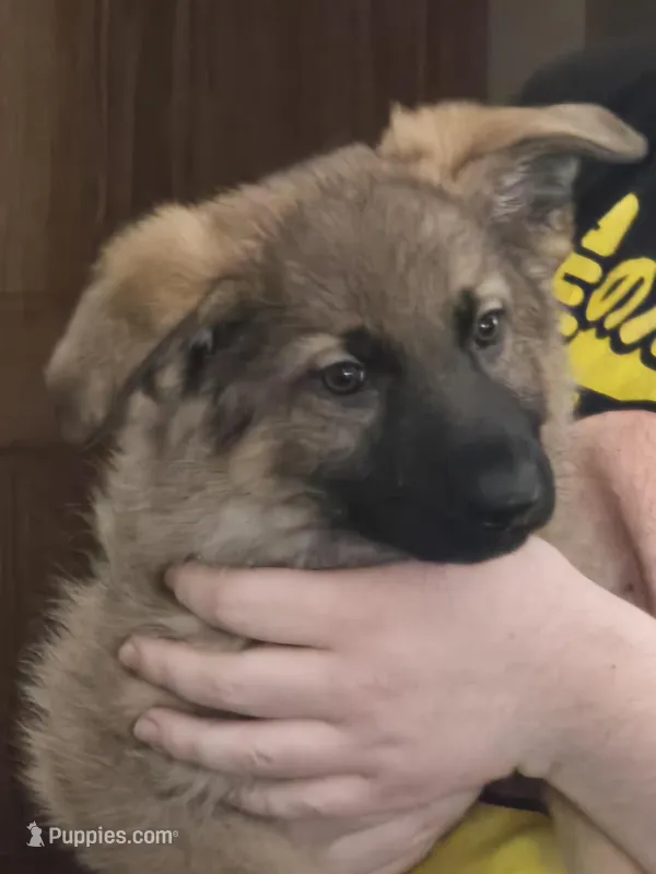 Bee – German Shepherd Dog puppy for sale in Evart, MI