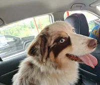 Sadie, a female Australian Shepherd for sale in Redwood, NY – 1 of 2