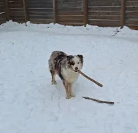 Sadie, a female Australian Shepherd for sale in Redwood, NY – 2 of 2