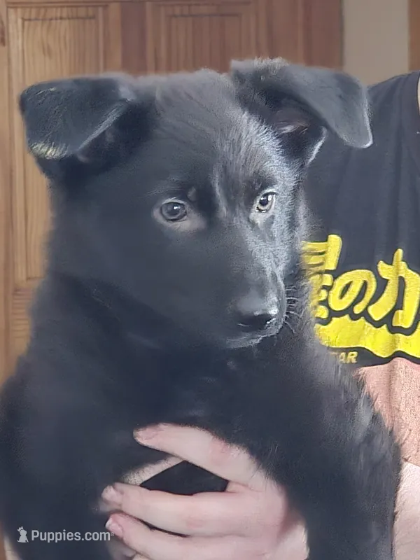 Wick – German Shepherd Dog puppy for sale in Evart, MI