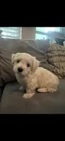 Teddy , a male Maltipoo and Maltese for sale in Garland, TX – 2 of 4