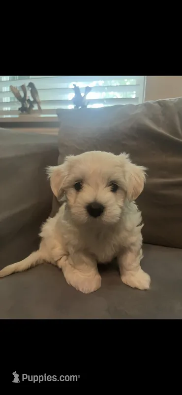 Teddy  – Maltipoo, Maltese puppy for sale in Garland, TX