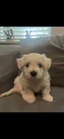 Teddy , a male Maltipoo and Maltese for sale in Garland, TX – 1 of 4