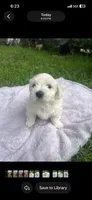 Teddy , a male Maltipoo and Maltese for sale in Garland, TX – 3 of 4