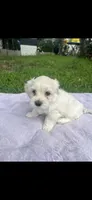 Max, a male Maltipoo and Maltese for sale in Garland, TX – 3 of 3