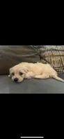 Max, a male Maltipoo and Maltese for sale in Garland, TX – 2 of 3