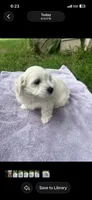 Teddy , a male Maltipoo and Maltese for sale in Garland, TX – 4 of 4