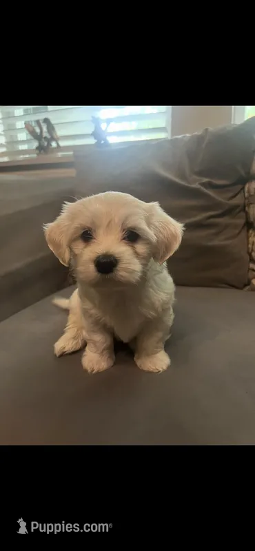 Max – Maltipoo, Maltese puppy for sale in Garland, TX