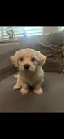 Max, a male Maltipoo and Maltese for sale in Garland, TX – 1 of 3