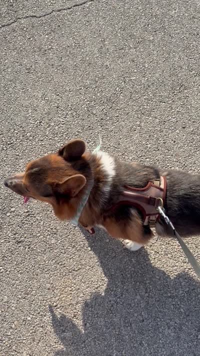 Diesel, a male Pembroke Welsh Corgi for sale in San Antonio, TX – 3 of 5