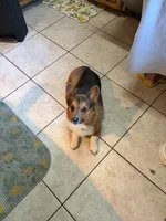 Diesel, a male Pembroke Welsh Corgi for sale in San Antonio, TX – 5 of 5