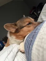 Diesel, a male Pembroke Welsh Corgi for sale in San Antonio, TX – 4 of 5