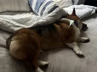 Diesel, a male Pembroke Welsh Corgi for sale in San Antonio, TX – 2 of 5