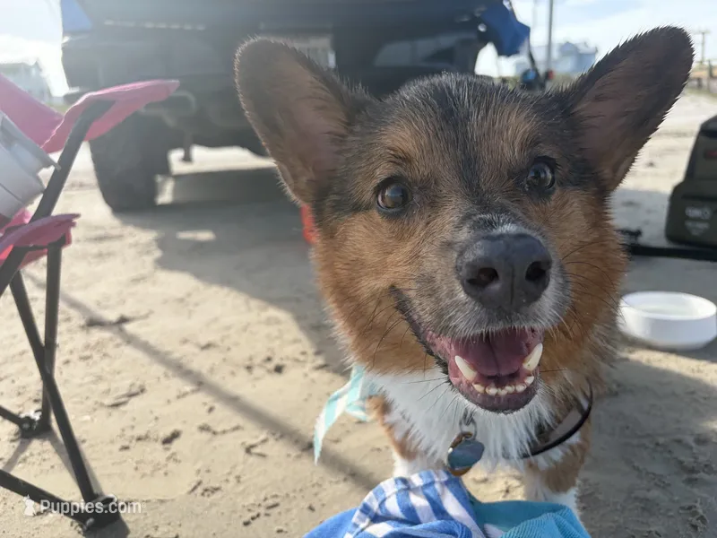 Diesel – Pembroke Welsh Corgi puppy for sale in San Antonio, TX