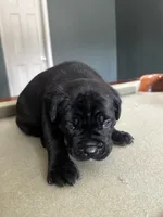 Star, a male Cane Corso for sale in Denver, NC – 5 of 6
