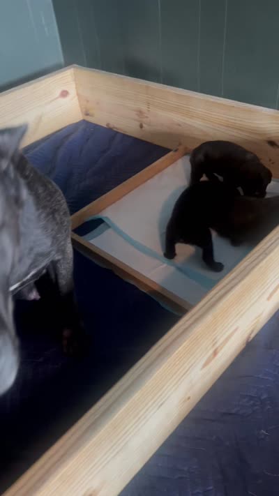 Star, a male Cane Corso for sale in Denver, NC – 3 of 6