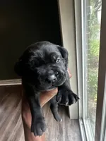 Star, a male Cane Corso for sale in Denver, NC – 4 of 6