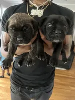 Banko, a male Cane Corso for sale in Denver, NC – 3 of 4
