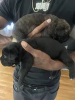 Banko, a male Cane Corso for sale in Denver, NC – 4 of 4