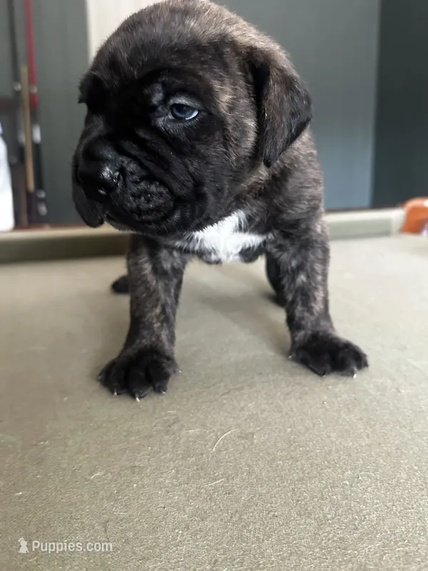 Banko – Cane Corso puppy for sale in Denver, NC