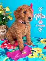 MIA AKC READY SUNDAY, a female Poodle - Miniature  for sale in Central, CA – 7 of 10