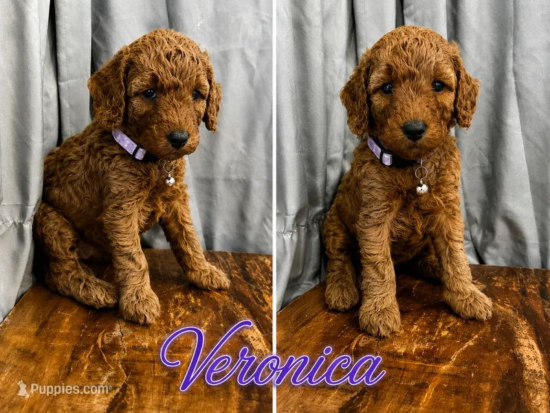 Veronica Medium/Moyen AKC 20-27lbs – Poodle - Miniature  puppy for sale in Central, CA