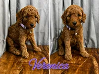 Veronica Medium/Moyen AKC 20-27lbs, a female Poodle - Miniature  for sale in Central, CA – 1 of 6