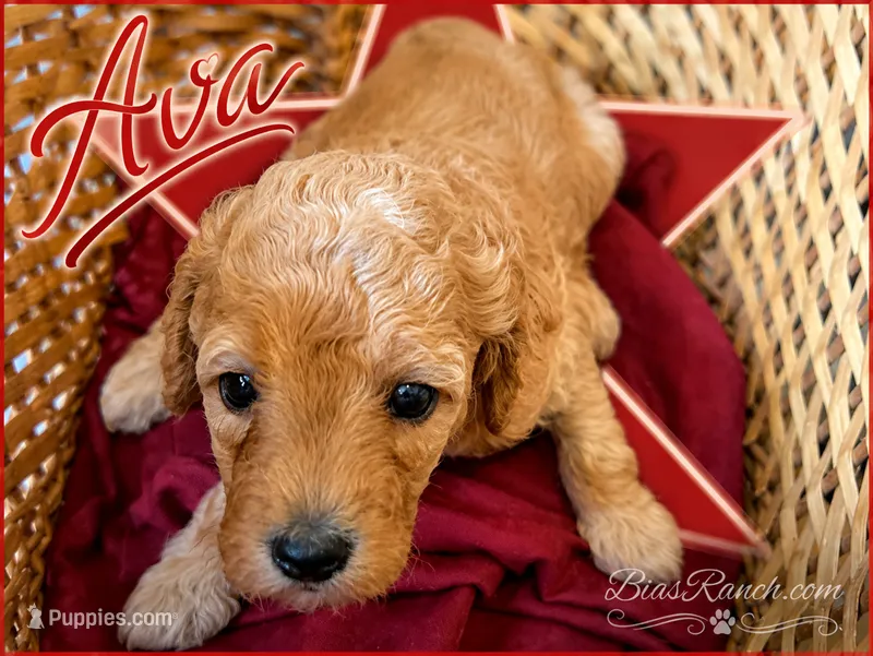 Ava AKC Medium Moyen – Poodle - Standard  puppy for sale in Central, CA