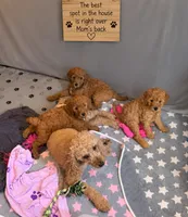 MIA AKC READY SUNDAY  , a female Poodle - Standard  for sale in Central, CA – 10 of 10