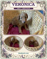 Veronica Medium/Moyen AKC 20-27lbs, a female Poodle - Miniature  for sale in Central, CA – 6 of 6