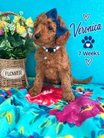 Veronica READY TO GO HOME SUNDAY, a female Poodle - Standard  for sale in Central, CA – 6 of 10