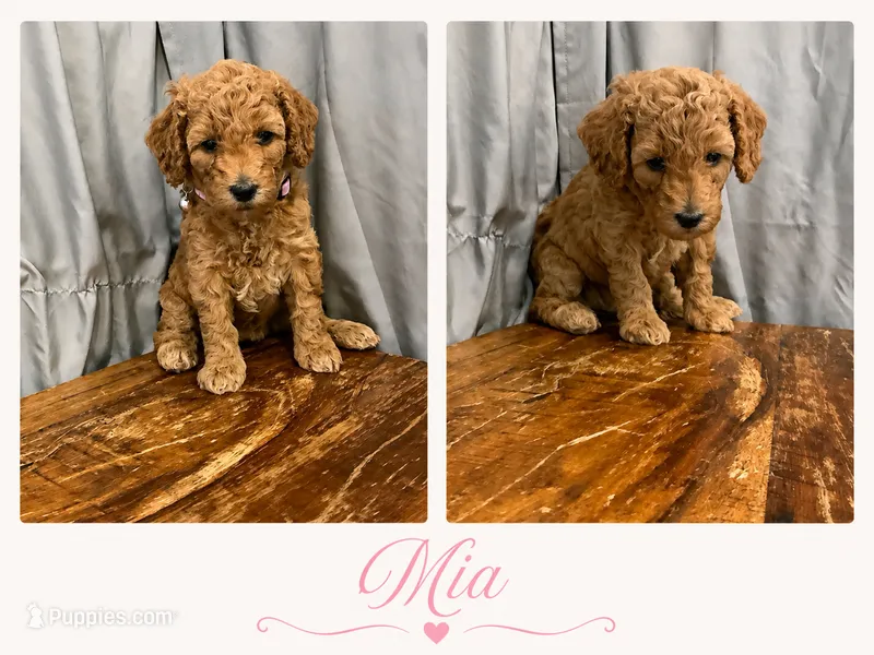 MIA AKC Medium Moyen 20-27lbs – Poodle - Standard  puppy for sale in Central, CA