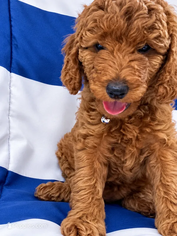 AKC Veronica - Moyen Ready to Go Home – Poodle - Standard  puppy for sale in Central, CA