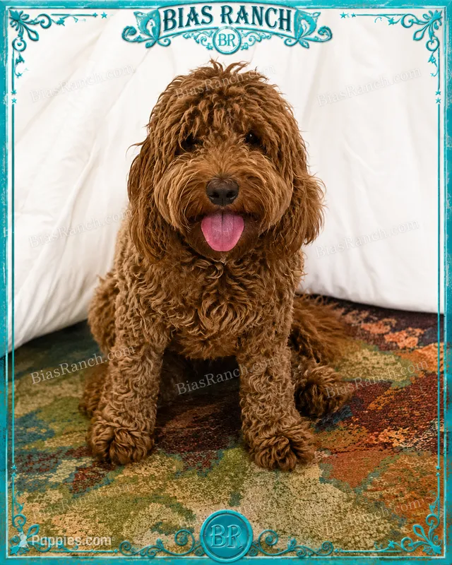 Ready January  – Miniature Labradoodle puppy for sale in Terra Bella, CA
