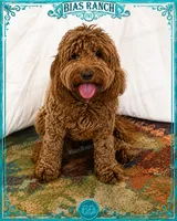 Reds Ready January - Delivery options , a  Miniature Labradoodle for sale in Terra Bella, CA – 1 of 1