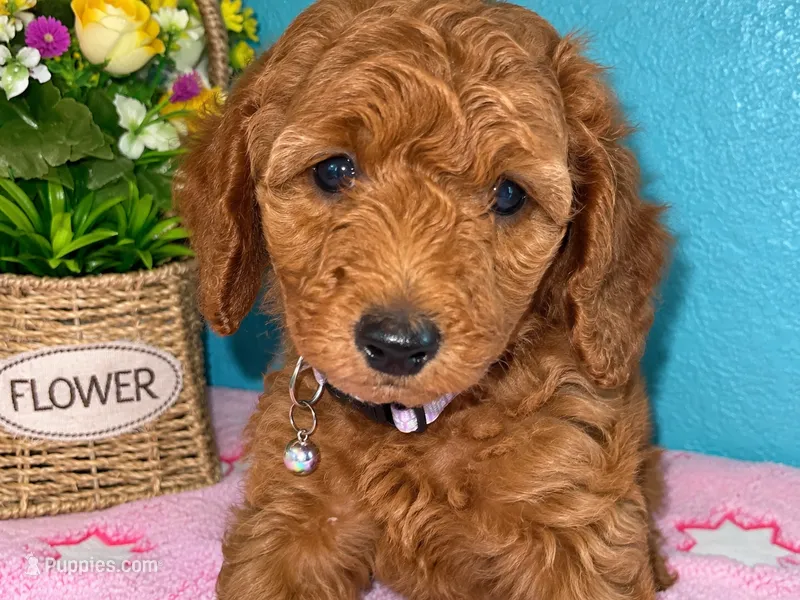 Veronica Moyen AKC 20-27lbs – Poodle - Standard  puppy for sale in Central, CA