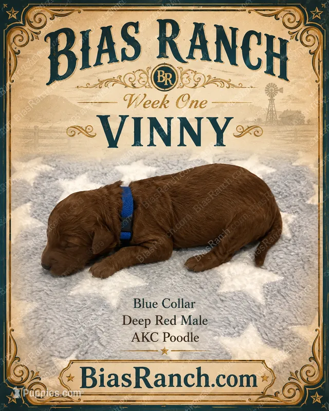 Vinny AKC Poodle – Poodle - Miniature  puppy for sale in Central, CA