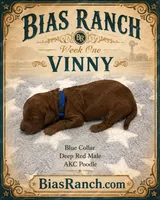 Vinny AKC Poodle, a male Poodle - Miniature  for sale in Central, CA – 1 of 3