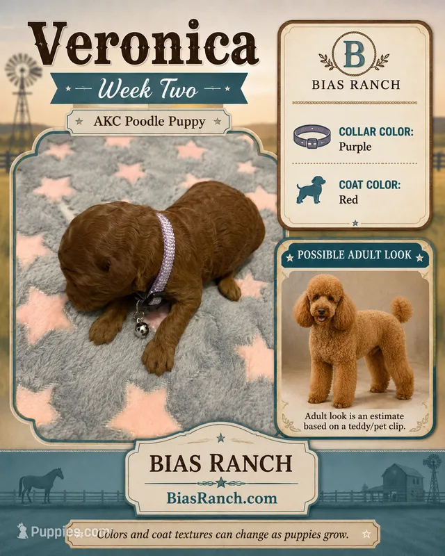Veronica AKC  Medium Moyen – Poodle - Standard  puppy for sale in Central, CA
