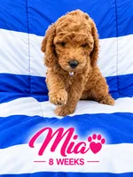 MIA  AKC - READY TO GO , a female Poodle - Miniature  for sale in Central, CA – 2 of 5