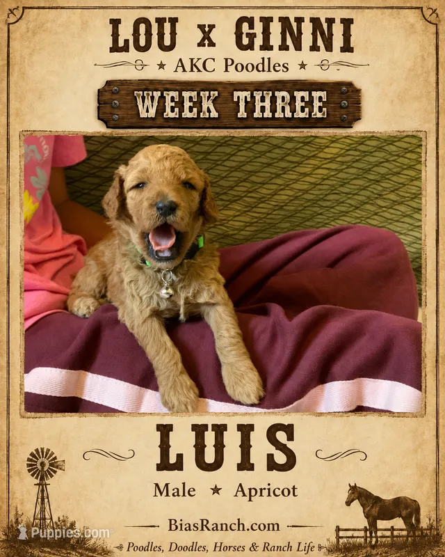  Luis AKC Medium - Moyen – Poodle - Standard  puppy for sale in Central, CA