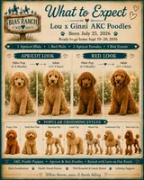 Vinny - AKC  Large mini, a male Poodle - Miniature  for sale in Central, CA – 4 of 4