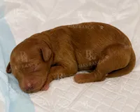 Veronica AKC  Medium Moyen, a female Poodle - Standard  for sale in Central, CA – 1 of 2