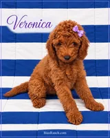 AKC Veronica- Delivery available older puppy - crate trained & READY, a female Poodle - Miniature  for sale in Terra Bella, CA – 2 of 2