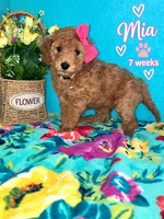 MIA AKC READY SUNDAY, a female Poodle - Miniature  for sale in Central, CA – 4 of 10